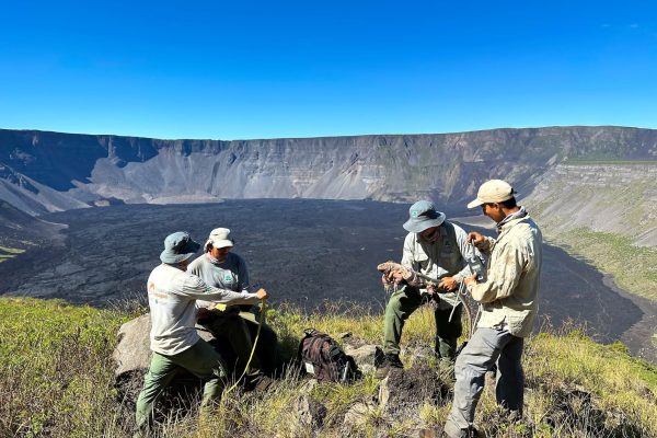 Nuevas crías de iguana rosada en el volcán Wolf de Galápagos