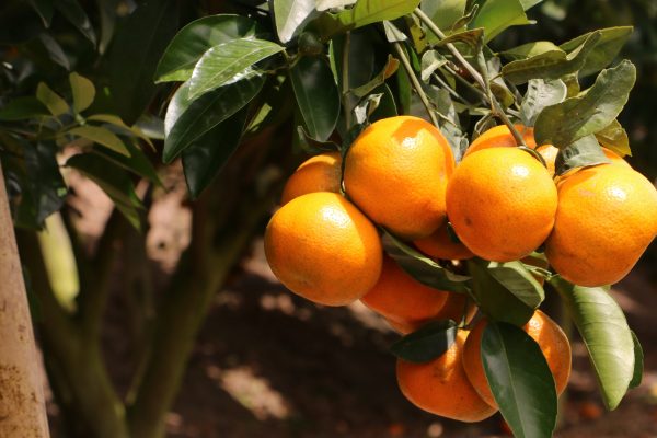 Mandarina de Pimampiro se va para los Estados Unidos
